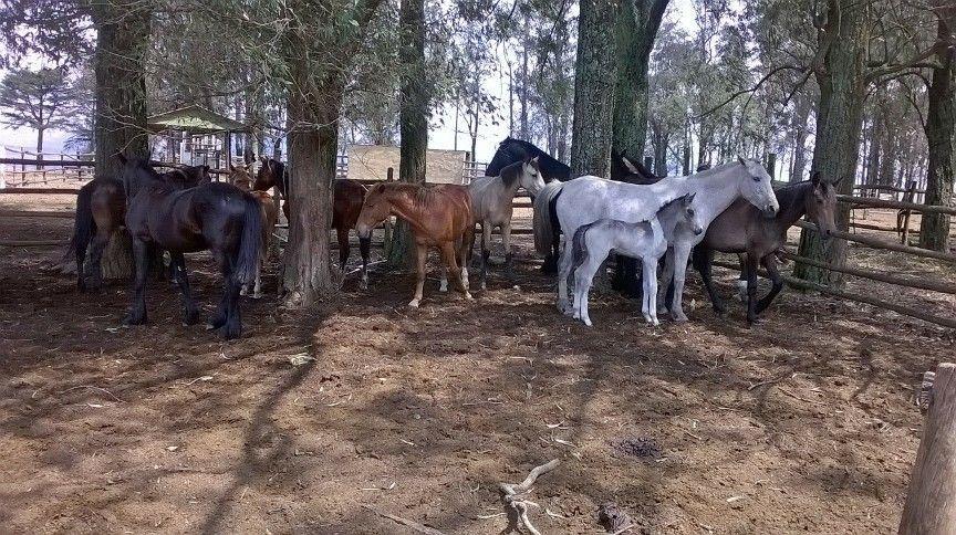 Black Horses Lodge & Conferencing Vryheid Eksteriør bilde